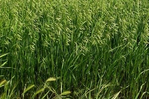 La rotación gana terreno porque mejora la sustentabilidad del sistema, aporta estabilidad productiva y económica, y permite enfrentar mejor el escenario de márgenes ajustados.