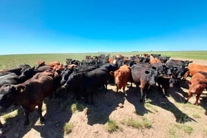 La carne vacuna en el mundo está registrando un momento excepcional en materia de precios.