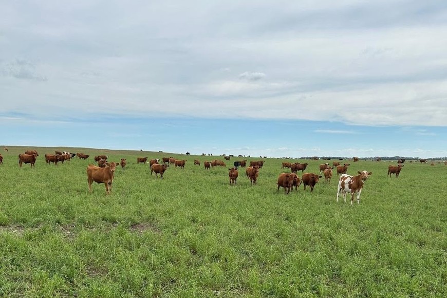 Pasturas. Estrategias para 2025 en un escenario con probables lluvias por debajo de lo normal.